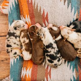 Miniature Australian Shepherd puppies from Twisted H Aussies