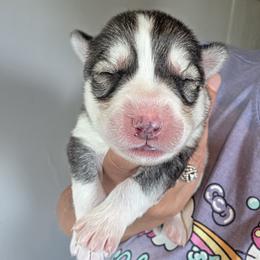 Girl 1 - Gray and white female Siberian Husky puppy in Terre Haute, Indiana from April's Huskies