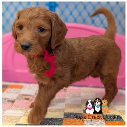 SAWYER - - Red  male Goldendoodle puppy in Jeddo, Michigan from Apple Creek Doodles