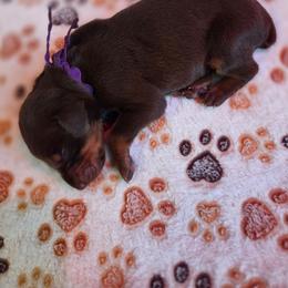 Purple collar - Red and rust female Doberman Pinscher puppy in Acworth, Georgia from Stonewood Dobermans and Min Pins