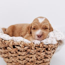 Human Nature - Red  male Goldendoodle puppy in Syracuse, Indiana from The Doodle Cove