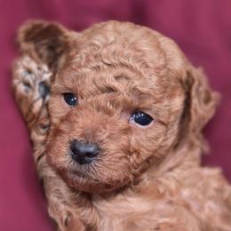 Light Blue Boy - Red  male Goldendoodle puppy in Vernon, Texas from Sugarland's Texas Goldendoodles