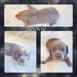 JOVIE - Fawn (isabella) and tan male Dachshund puppy in Purdy, Missouri from Luxe Dynasty
