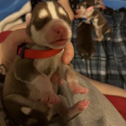 Siberian Husky Puppies from Ice Blue Legacy Siberians Huskies