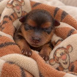 Tiger - Chocolate and tan male Yorkshire Terrier puppy in West Fargo, North Dakota from A Yorkie Tale | Toy Poodles