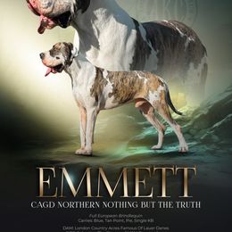 Emmett - Great Dane