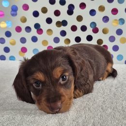 Dachshund Puppies from Joaquin Gutierrez