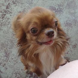 Chihuahuas from Joy of Chihuahuas