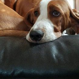 Basset Hound Puppies from Happy Hound Bassets of Whitney