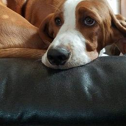 Basset Hound Puppies from Happy Hound Bassets of Whitney