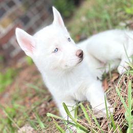Winter - White Siberian Husky puppy in Kingstree, South Carolina from FurryPawKennel