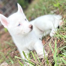 Winter - White Siberian Husky puppy in Kingstree, South Carolina from FurryPawKennel