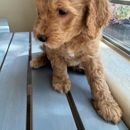 Tootsie Roll - Goldendoodle puppy from DogHouse Doodles
