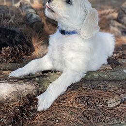 Bernedoodle and Goldendoodle Puppies from White Oak
