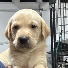 6 - Yellow male Labrador Retriever puppy in Spokane, Washington from Learn's Labs
