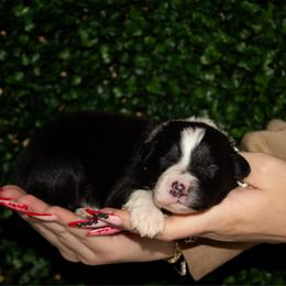 Goldie - Black tri-color female Australian Shepherd puppy in Placerville, California from BFF Aussies