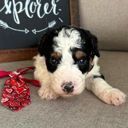 Stud Muffin - Tri-color male Bernedoodle puppy in Camden, North Carolina from Oopsie Doodles of NC