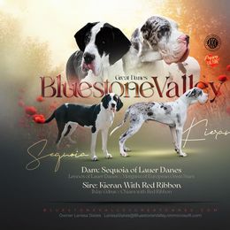 Great Dane puppies from Bluestone Valley Great Danes