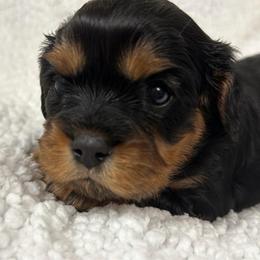 Juniper Clover - Black and tan female Cavalier King Charles Spaniel puppy in Spokane, Washington from PJE Cavs and Poos