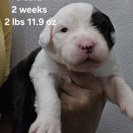 Debra - Black and white female Old English Sheepdog puppy in Sutherlin, Oregon from Sapphire Eyes Sheepdogs