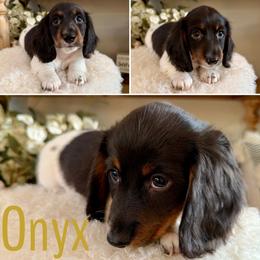 Onyx - AKC - Piebald male Dachshund puppy in Kemp, Texas from Koli Acres