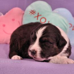 Australian Shepherd Puppies from Dovehawk Australian Shepherds