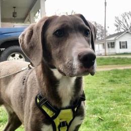 Mountain Cur Puppies from Walnut Ridge Mountain Curs