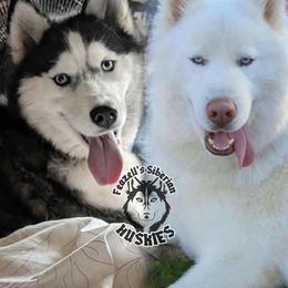 Siberian Husky puppies from Feazell’s Siberian Huskies
