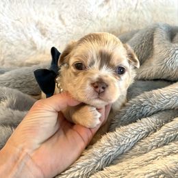 Leo - Merle male Chihuahua puppy in Mesa, Arizona from Arizona Dream Chihuahuas
