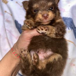 Pancake - Chocolate merle male Pomeranian puppy in Somerset, Kentucky from Perez Pomeranians