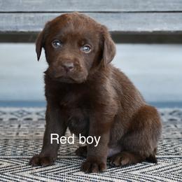 Red male - Chocolate male Labrador Retriever puppy in Mississippi from Sure Shot English Labs