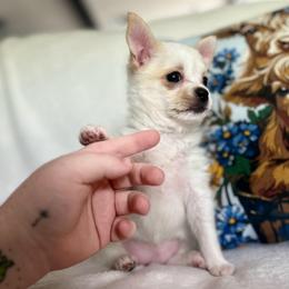 Rosè - Gold and white female Chihuahua puppy in Alvord, Texas from Gift of Gods Favor