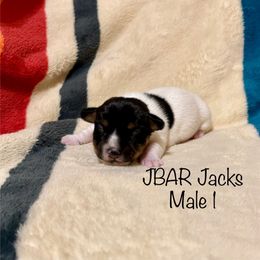 Male 1 - Tri-color Jack Russell Terrier puppy in Bedias, Texas from JBar Jacks