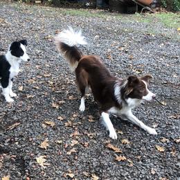 Kate - Border Collie