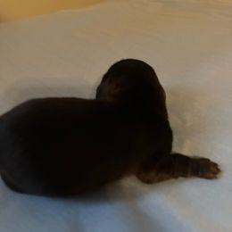 Baby Onyx - Black male Dachshund puppy in Great Falls, Montana from Dawn's designerDachshunds