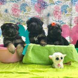 German Shepherd Puppies from Wildfire German Shepherds