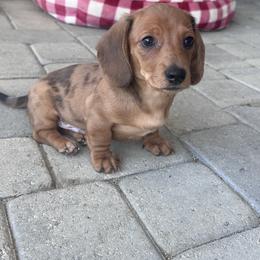 Ziggy - Dapple male Dachshund puppy in Paso Robles, California from Nicole's Dachshunds