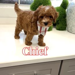 Chief - Red male Cavapoo puppy in Buford, Georgia from Petite Posh Puppies
