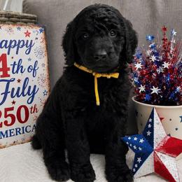 Princess Meghan Duchess of Sussex - Black female Poodle puppy in Woodbridge, Virginia from Rosa Red Standard Poodles
