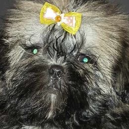 Girl 2 - Shih Tzu puppy in Birmingham, Alabama from K&D kennels