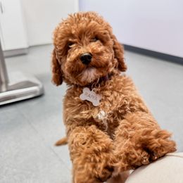 Cavalier King Charles Spaniels and Cavapoos from Kingston’s Cavaliers
