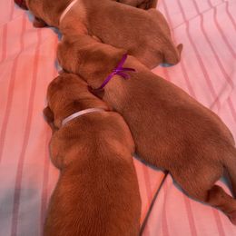Labrador Retriever Puppies from Triple Ridge Labs