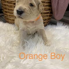 Double Doodle Puppies from Northern Valley Doodles