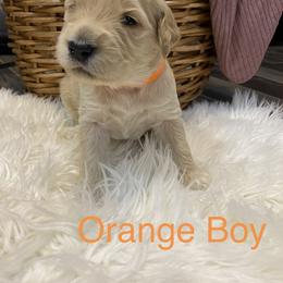 Double Doodle Puppies from Northern Valley Doodles
