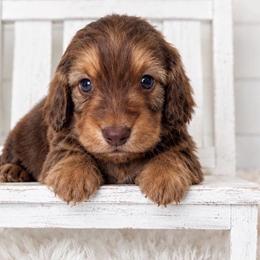 Brownie - Sable male Dachshund puppy in Maidsville, West Virginia from L&B Lowriders