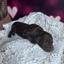 George Strait - Chocolate male Labradoodle puppy in Kingston, Georgia from CC Familydoodles