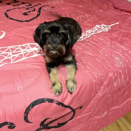 Daisy - Cavapoo