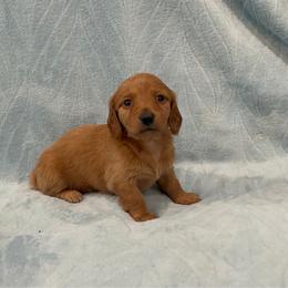 Eleanor- AKC - Red female Dachshund puppy in Gainesville, Texas from Diamond B Doxies
