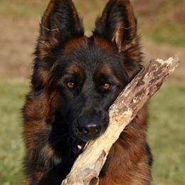 Fela - German Shepherd