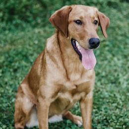 Labrador Retrievers from U.P. Labradors